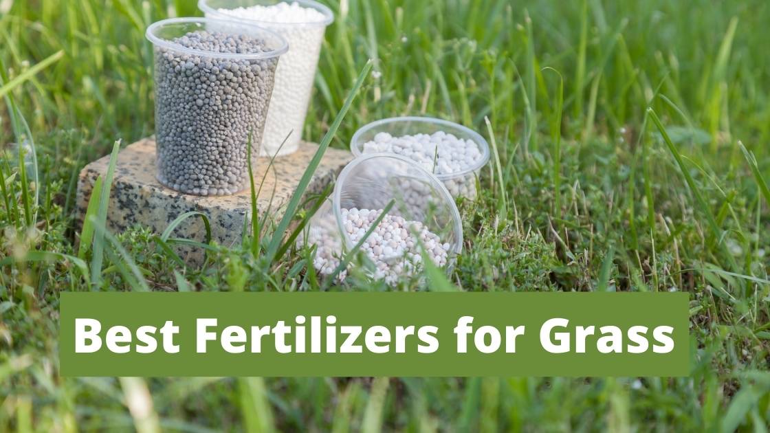 grass fertilizers
