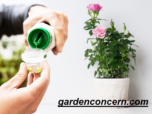 8 Best Fertilizer For Roses | Reviews And Buying Guide 2022
