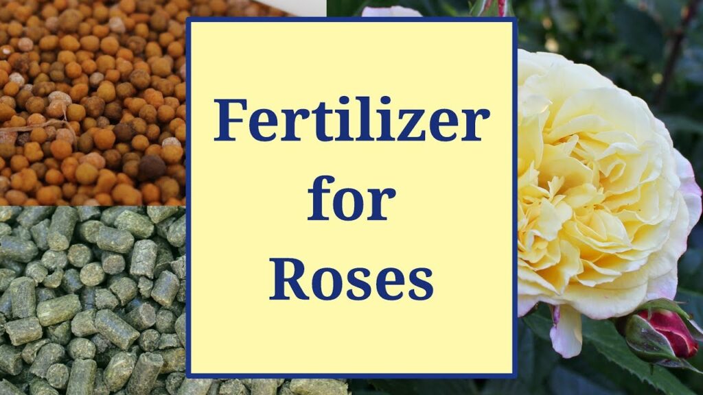 best fertilizer for roses