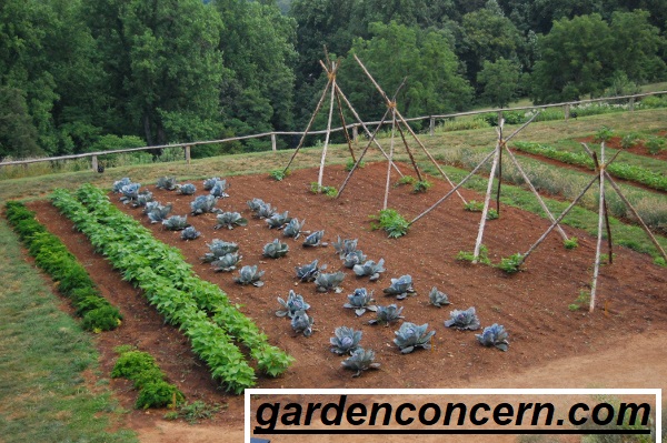 best mulch for vegetable garden