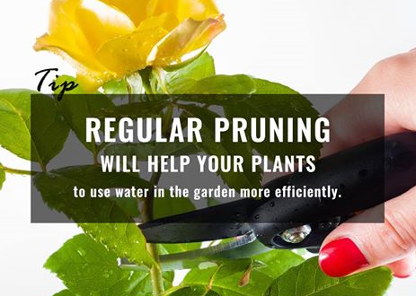 Prune and water your plants regularly