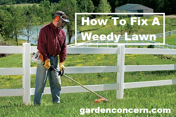 How To Fix A Weedy Lawn