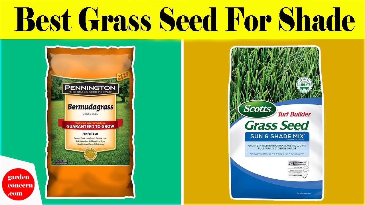 Best grass seed for shade