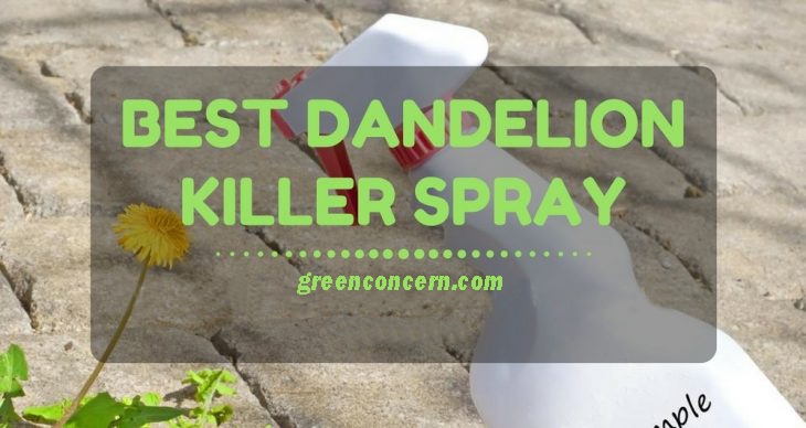 Best Dandelion Killer