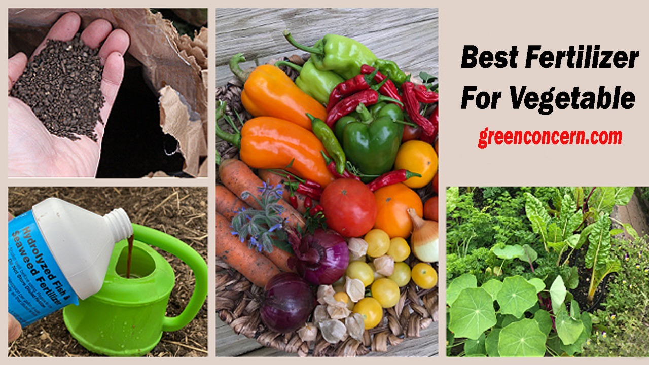 Best Fertilizers for Vegetable in 2022 | Reviews & Buying Guide