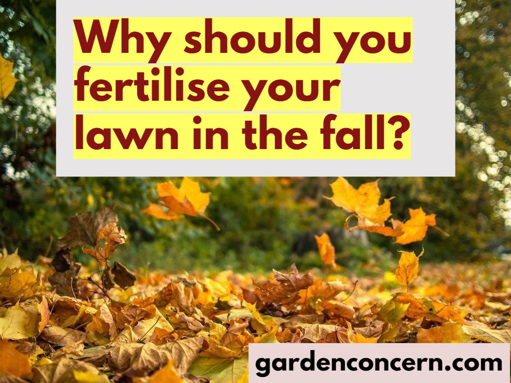 Why should you fertilise your lawn in the fall?