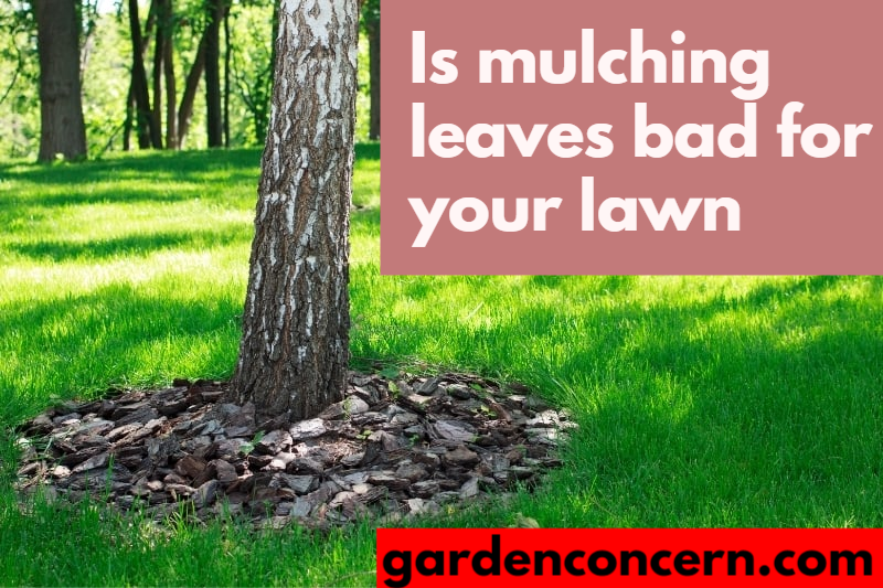 Is mulching leaves bad for your lawn?