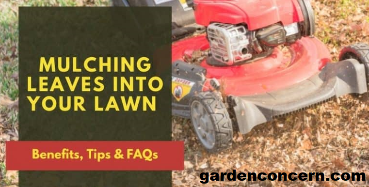 Is Mulching Leaves Good (or Bad) For Your Lawn