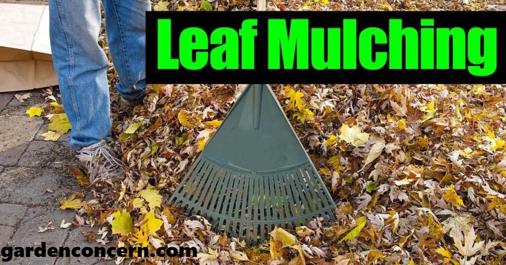 How can you mulch the leaves?