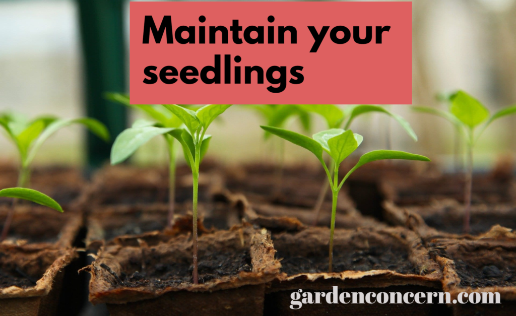 Step 4: Maintain your seedlings