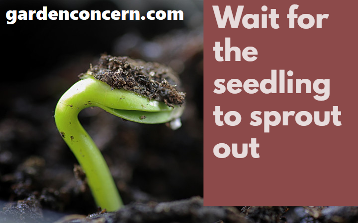 Step 3: Wait for the seedling to sprout out