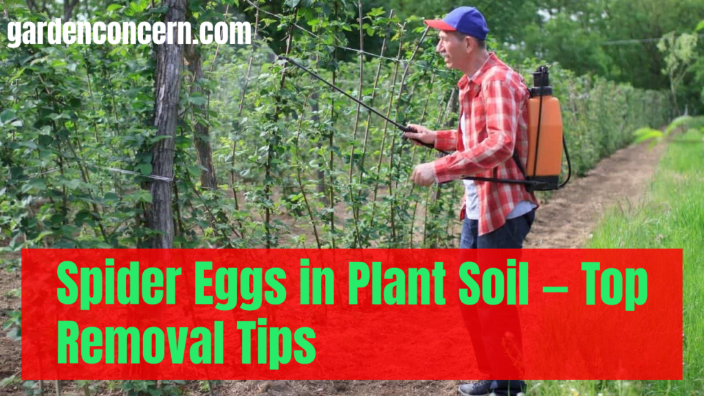 Spider Eggs in Plant Soil — Top Removal Tips!