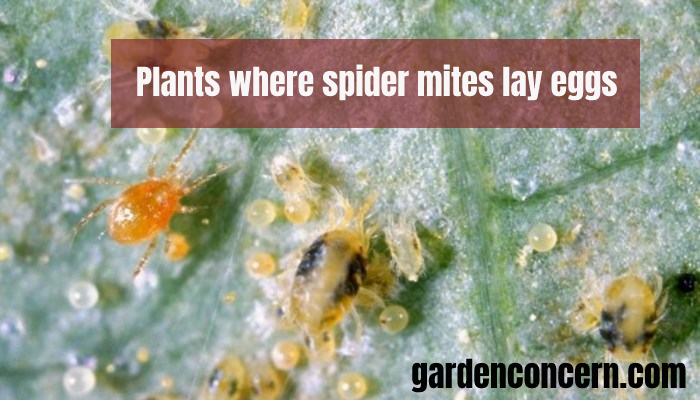 Plants where spider mites lay eggs
