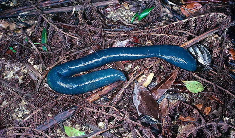  Blue worms 