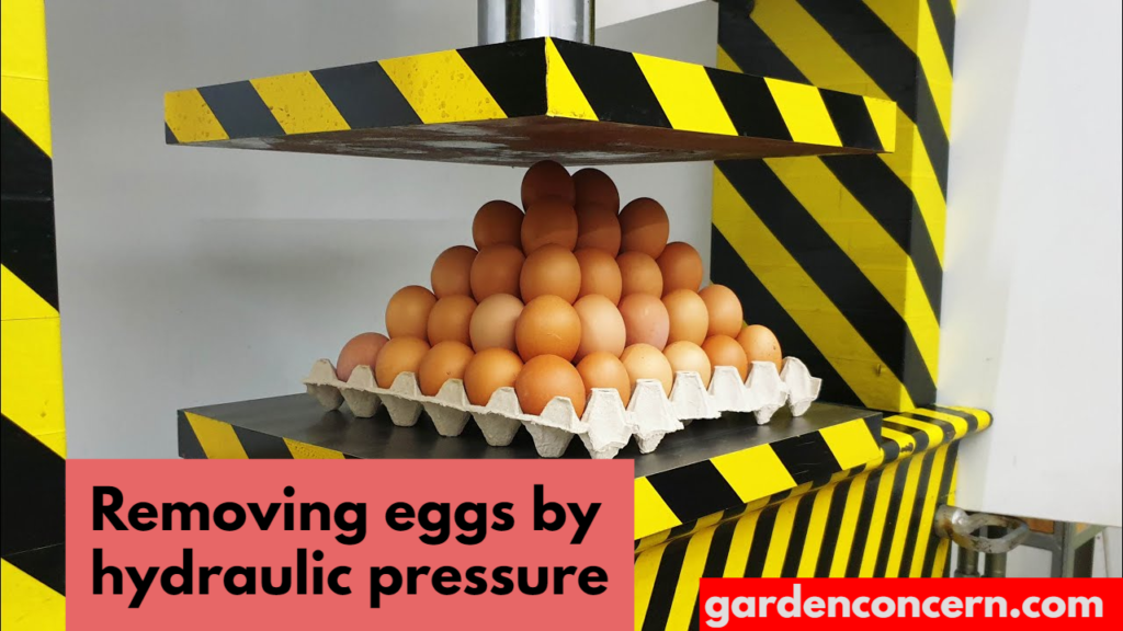  Removing eggs by hydraulic pressure 
