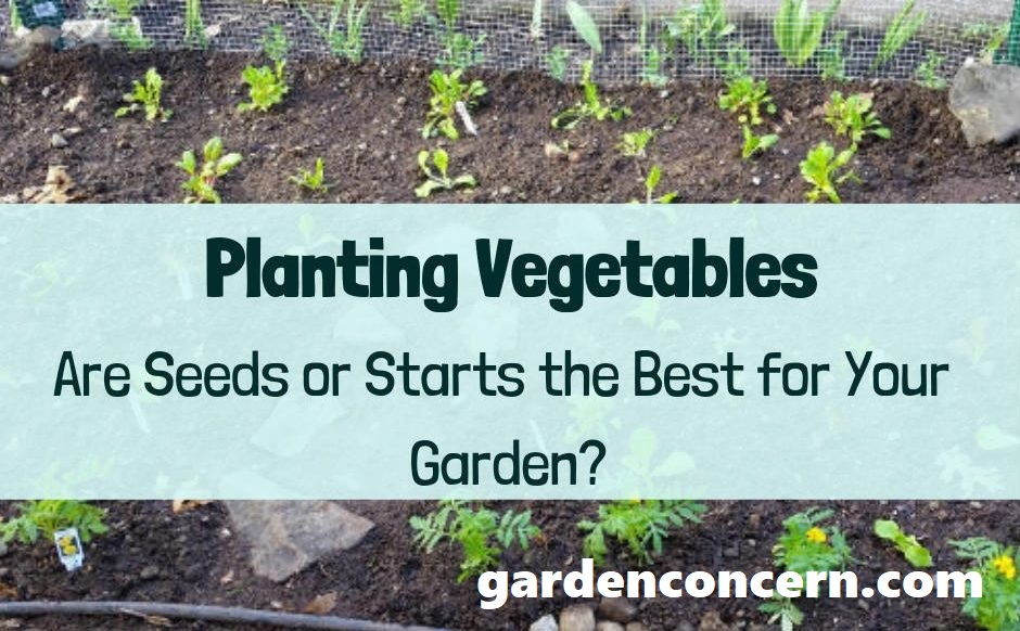 Starting a Vegetable Garden: Should you Choose Seeds or Starts?