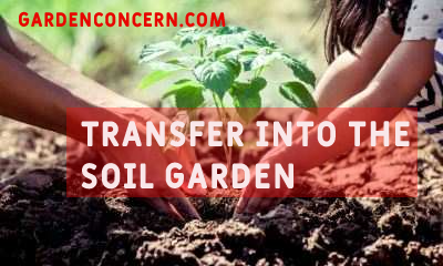  Transfer into the soil 