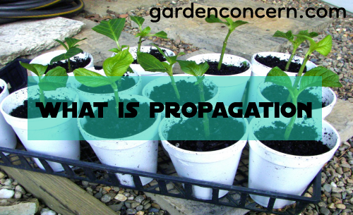What is propagation