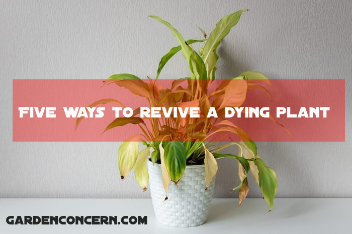 Five ways to revive a dying plant