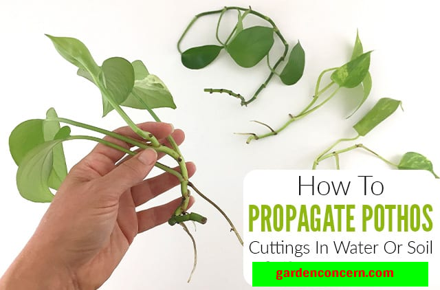 How to Propagate Pothos in Water