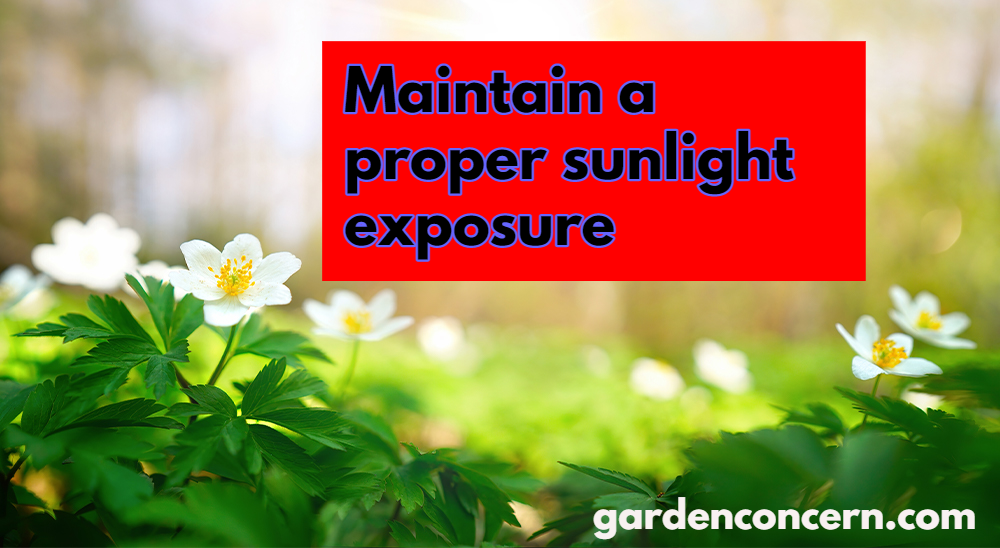 Maintain a proper sunlight exposure 
