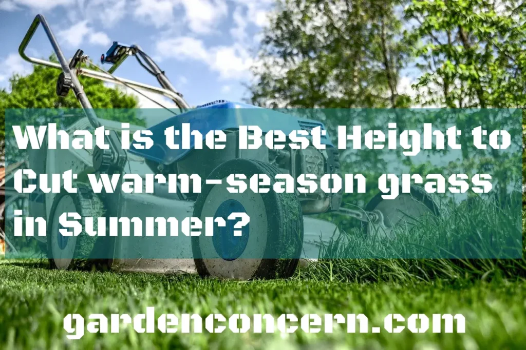 What is the Best Height to Cut warm-season grass in Summer?