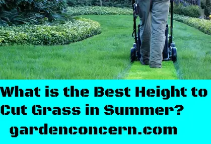 What is the Best Height to Cut Grass in Summer?