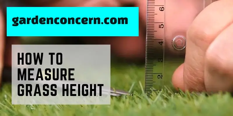 How to measure the height of grass?
