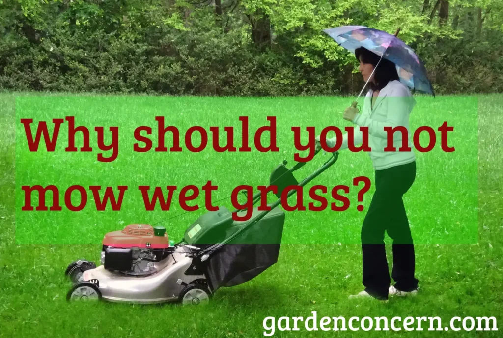 Why should you not mow wet grass?
