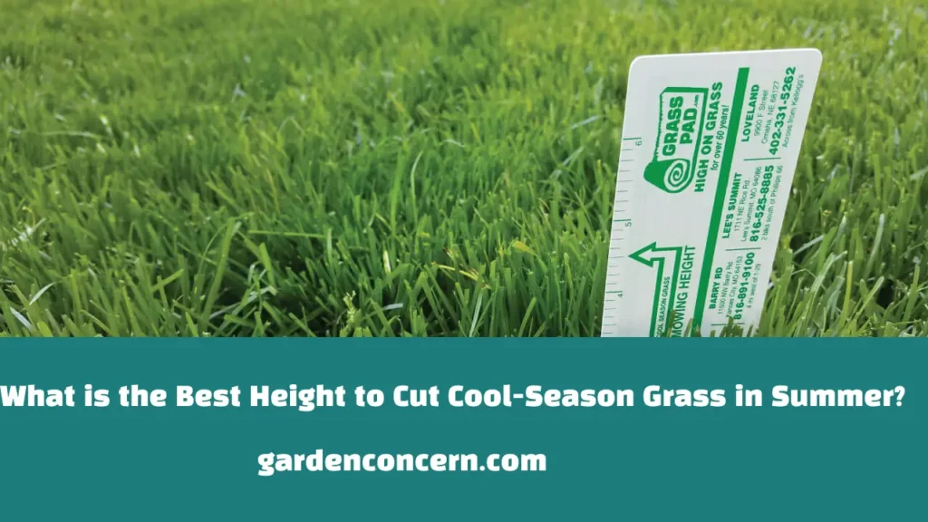 What is the Best Height to Cut Cool-Season Grass in Summer?